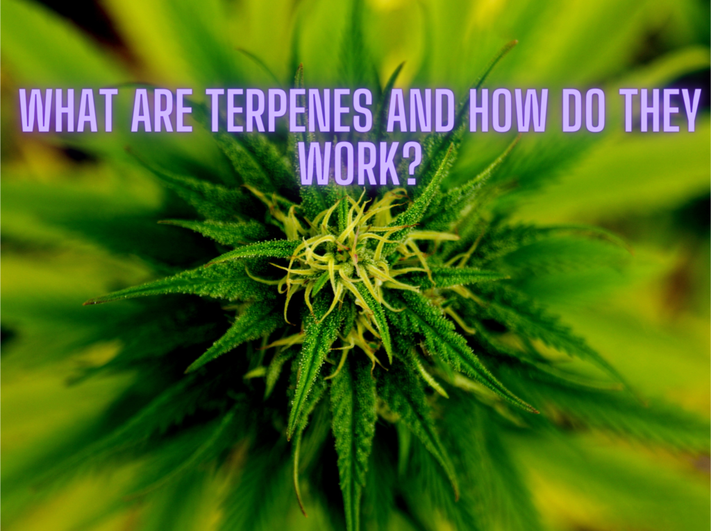 What are Terpenes and How Do They Work - Sweeterps.com